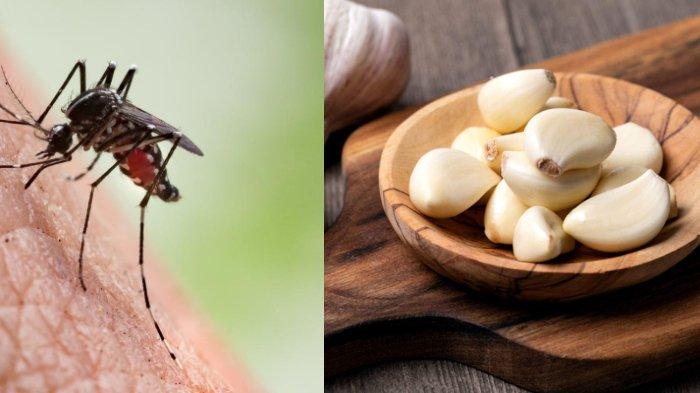 Mengusir Nyamuk dengan Bahan Alami: Solusi Ramah Lingkungan