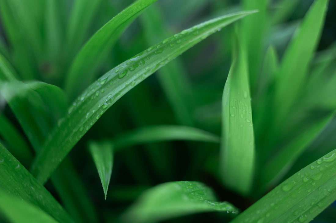 Aromaterapi Alami: Bagaimana Daun Pandan Membantu Relaksasi dan Tidur Nyenyak