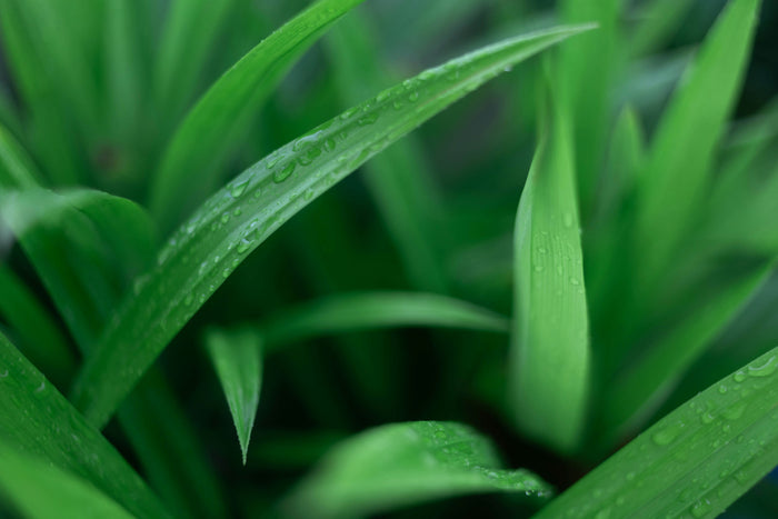 Aromaterapi Alami: Bagaimana Daun Pandan Membantu Relaksasi dan Tidur Nyenyak