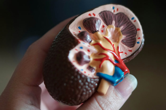 Minum Kurang, Risiko Bertambah: Bahaya Batu Ginjal yang Sering Diremehkan"