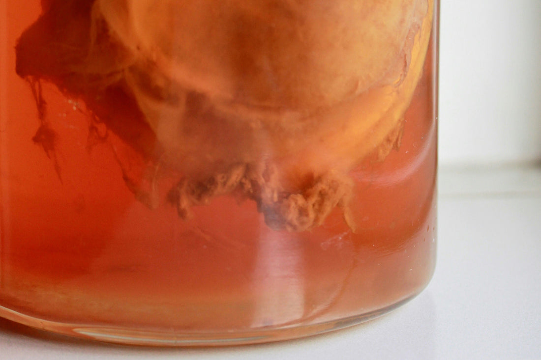 SCOBY: Teman Baru untuk Gaya Hidup Sehat dan Alami