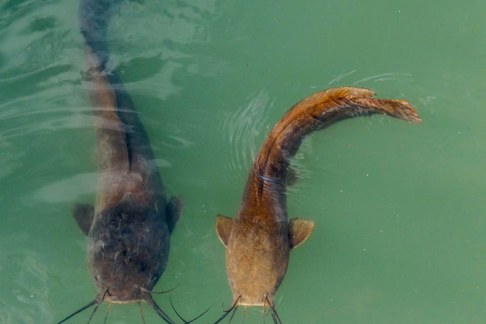 Kandungan Gizi Ikan Lele yang Membantu Mencegah Anemia dan Stunting