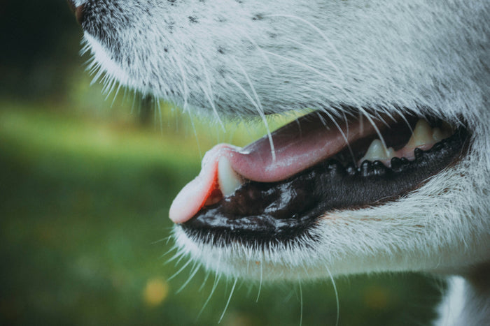 Gigitan Kecil, Ancaman Besar: Waspadai Bahaya Rabies