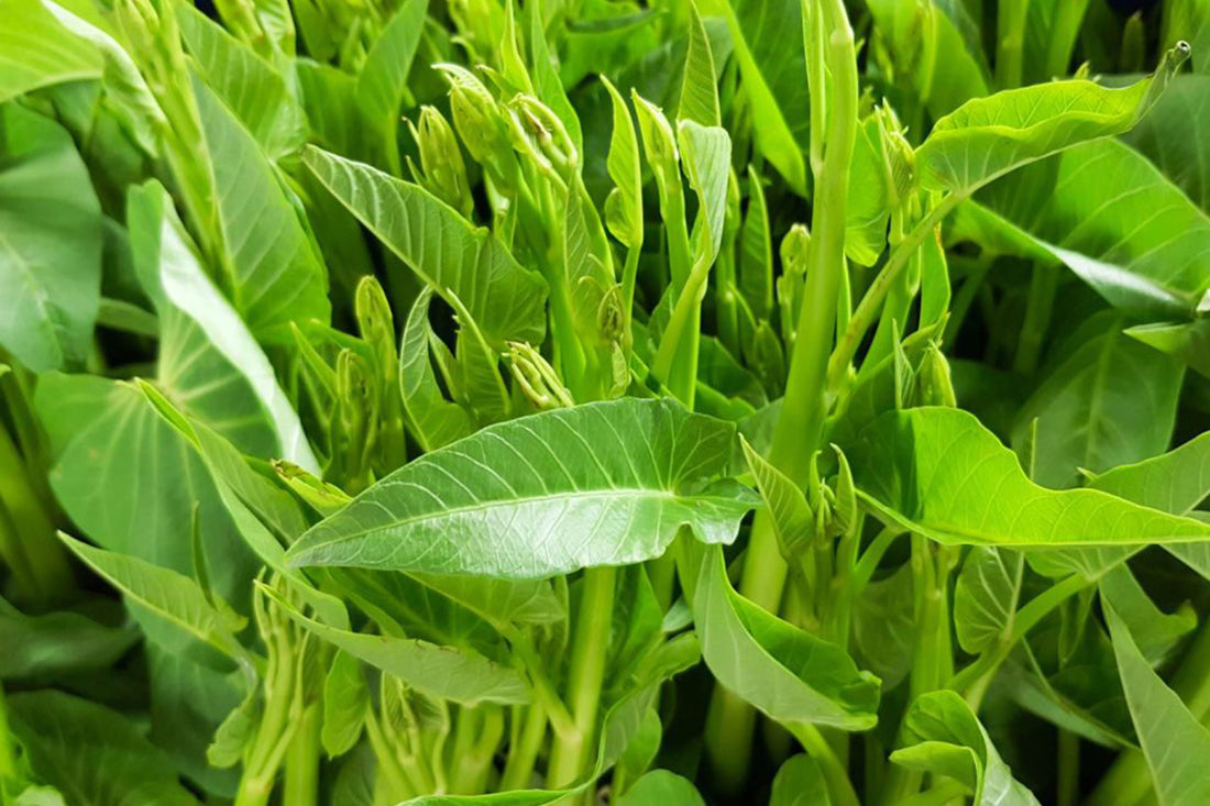 Sayur Rakyat yang Diperdebatkan: Mengapa Kangkung Disebut Terlarang di Beberapa Negara?