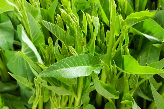 Sayur Rakyat yang Diperdebatkan: Mengapa Kangkung Disebut Terlarang di Beberapa Negara?