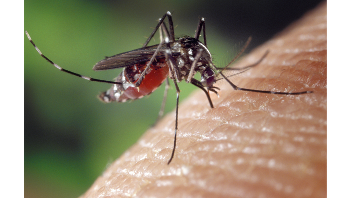 Waspada Demam Berdarah pada anak Anda - Menteng Farma